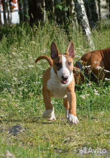 Бультерьер