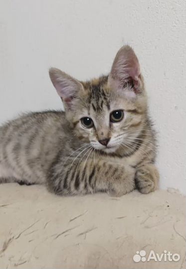 Котёнок, трехцветная девочка, 5 мес