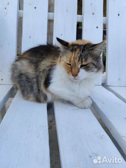 Котята в хорошие руки