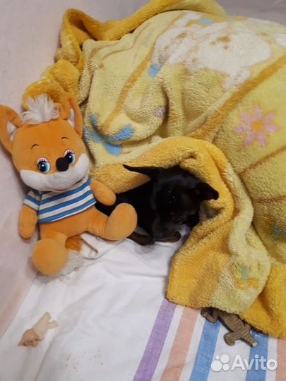 Домашние животные собаки маленькие вязка