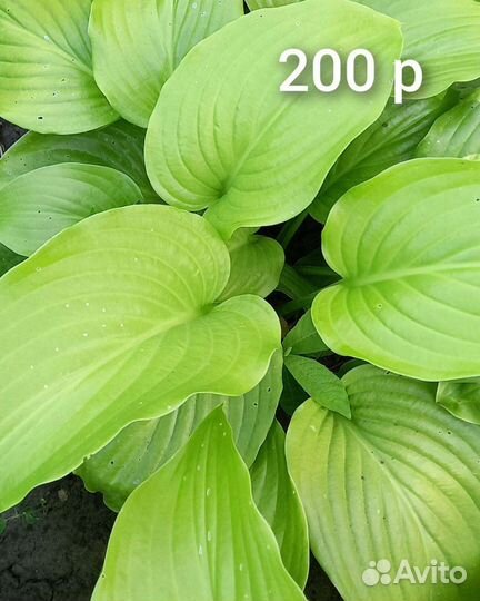 Многолетние цветы