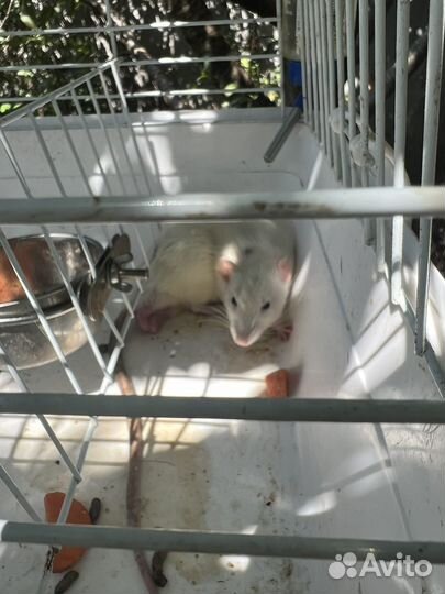 Белая крыса