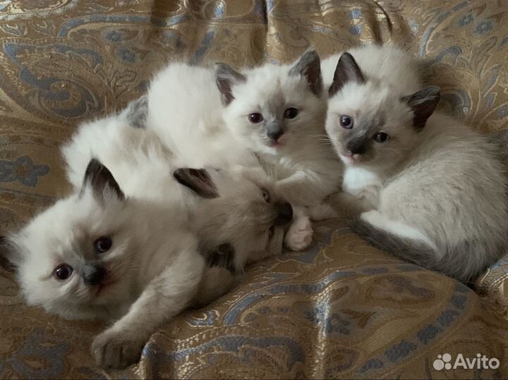 Котенок рэгдолл