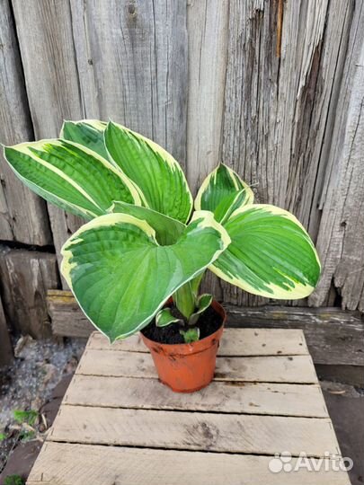 Многолетние цветы