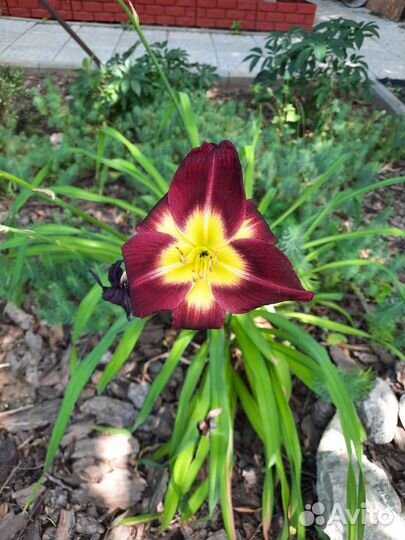 Лилейники сортовые