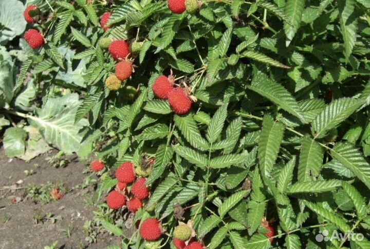 Тибетская малина саженцы