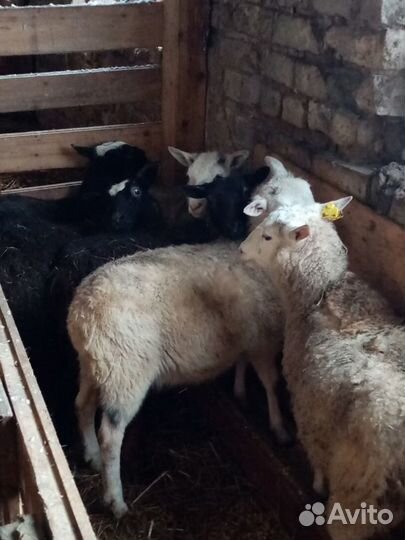 Продаем овцематок,овец