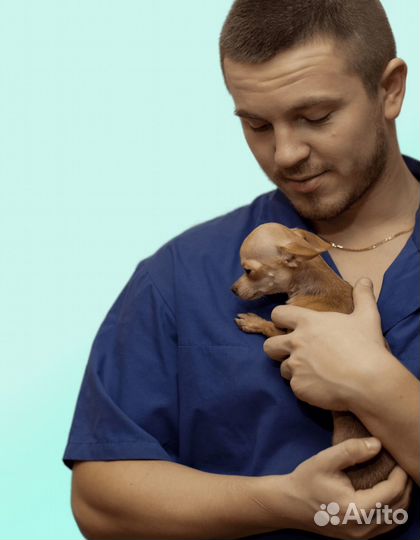 Кастрация, стерилизация кошек и собак