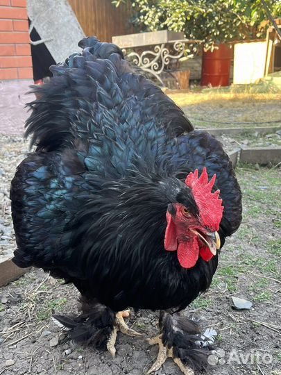 Петухи на продажу