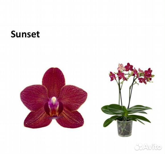 Фаленопсис сортовые подростки