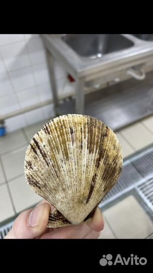 Ракушки морского гребешка много