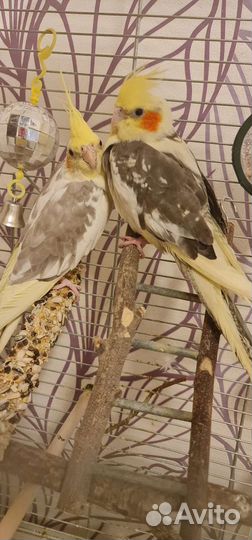 Пара корелл