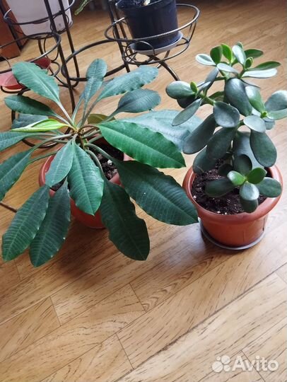 Молочай,Красула