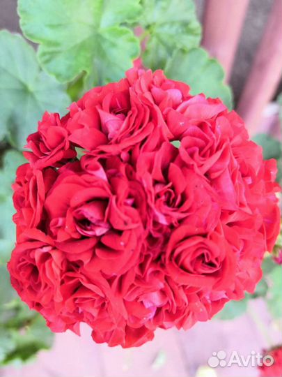 Пеларгония герань сортовая