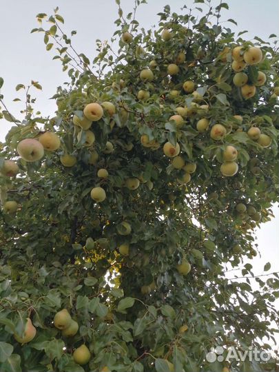 Груша Русская красавица
