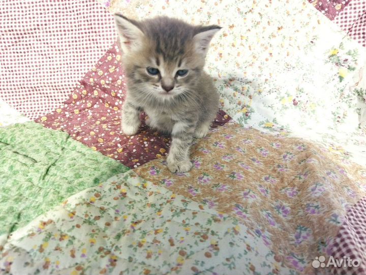 Котята в добрые руки бесплатно