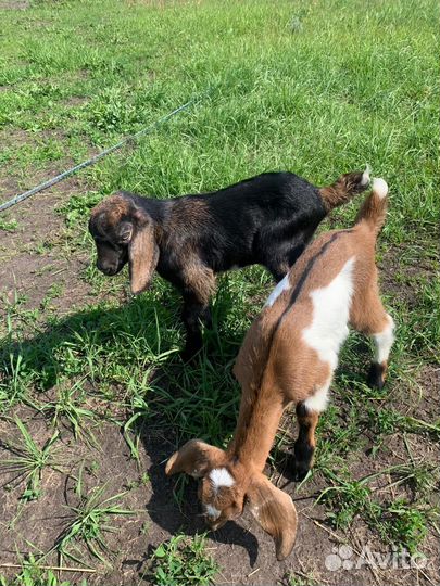 Козлики нубийские,романовские бараны