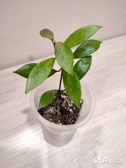 Комнатные растения хойи