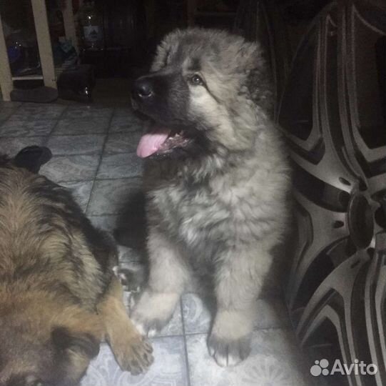 Кобель для вязки