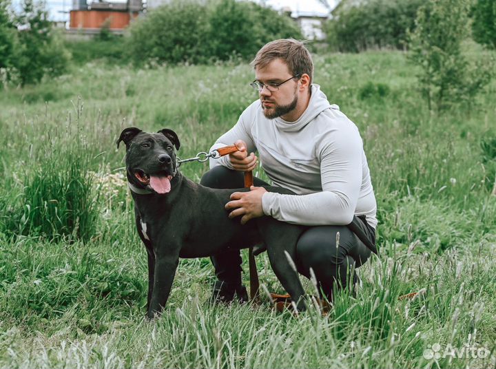 Питбуль Тэги бесплатно