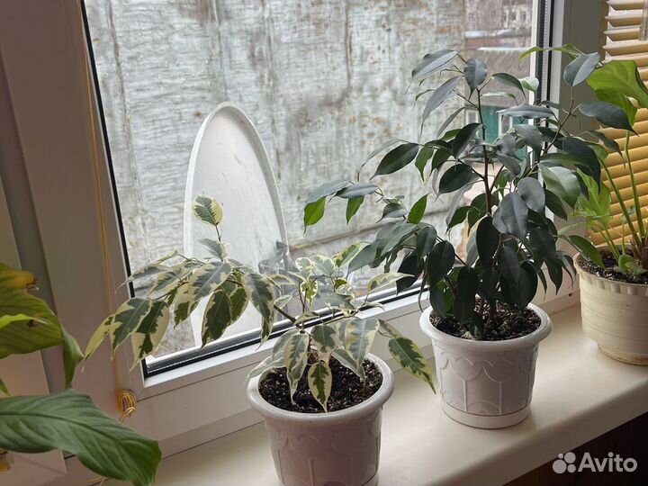 Спатифиллум, фикус, алоэ