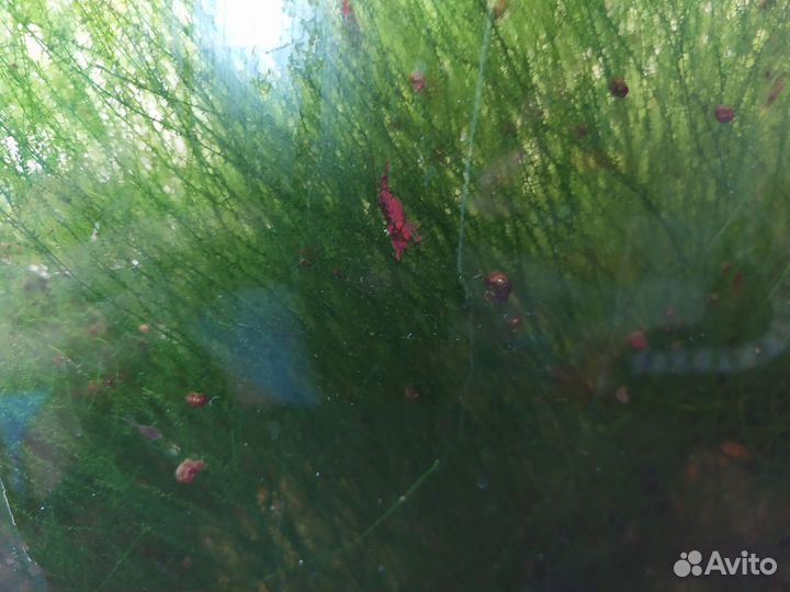 Украшение для аквариума