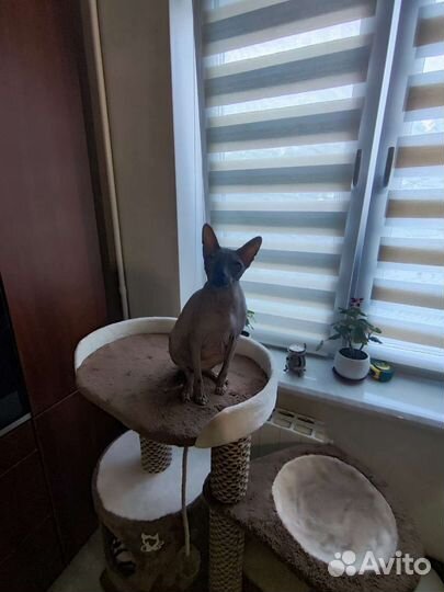 Отдам в добрые руки