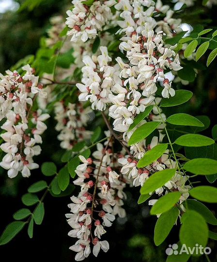 Акация белая Робиния