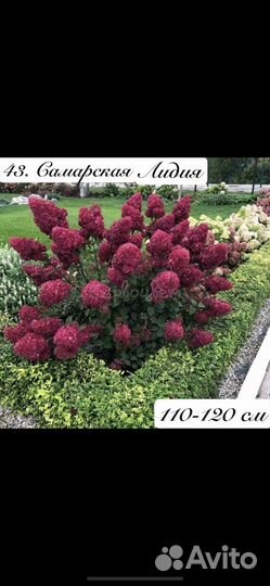 Гортензия Самарская Лидия и другие сорта