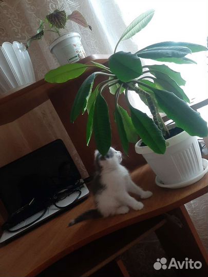 Котенок в дар бесплатно