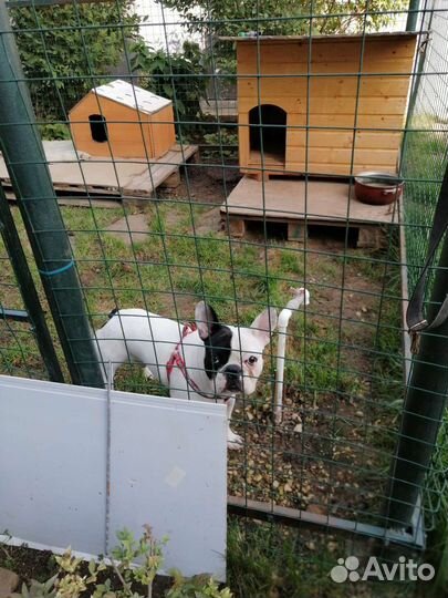 Передержка собак мелких и средних пород