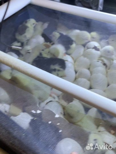 Инкубационное яйцо