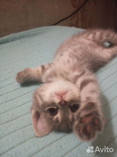 Котята в добрые руки бесплатно