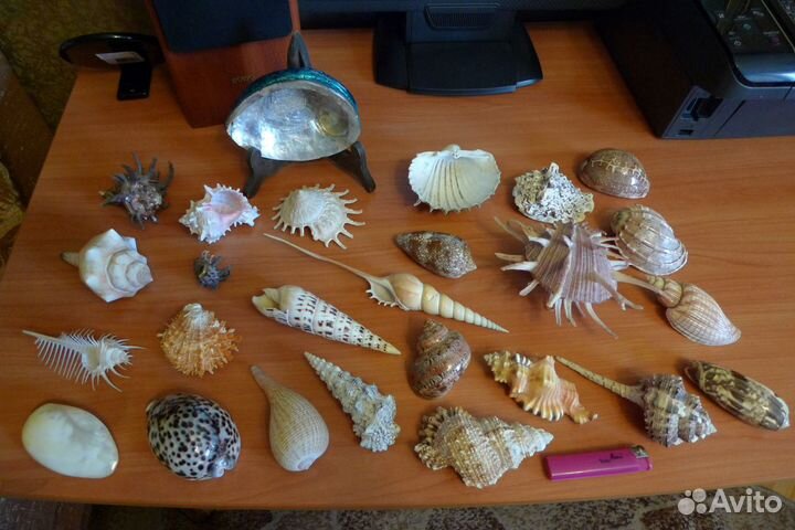 Ракушки и кораллы коллекция
