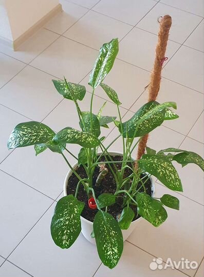 Диффенбахия