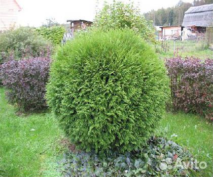 Хвойные растения (туи)