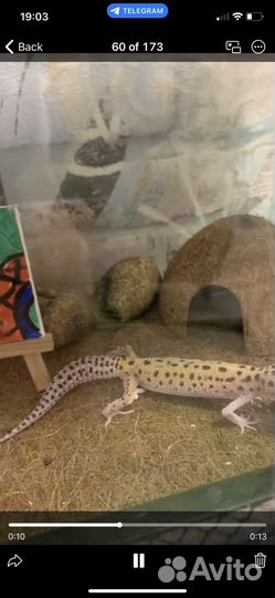 Террариум с термо ковриком и декором, (без ящерицы