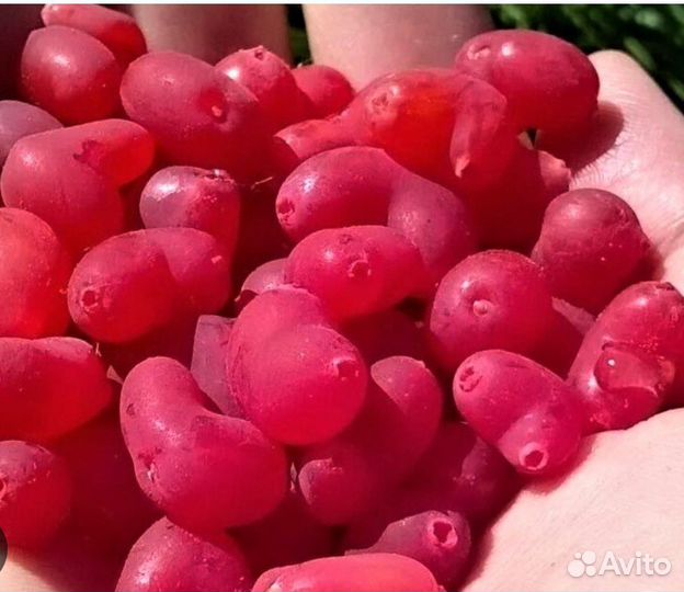Жимолость Красное Сердце