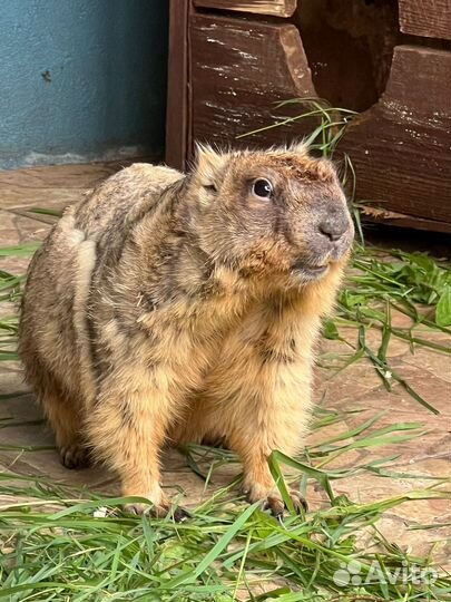 Сурок байбак