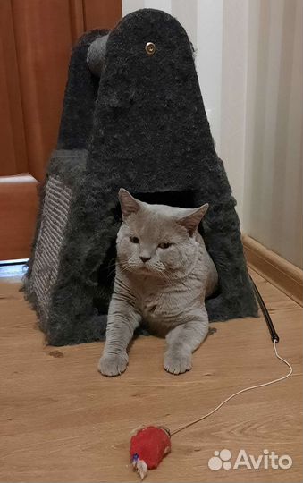 Кот Британец