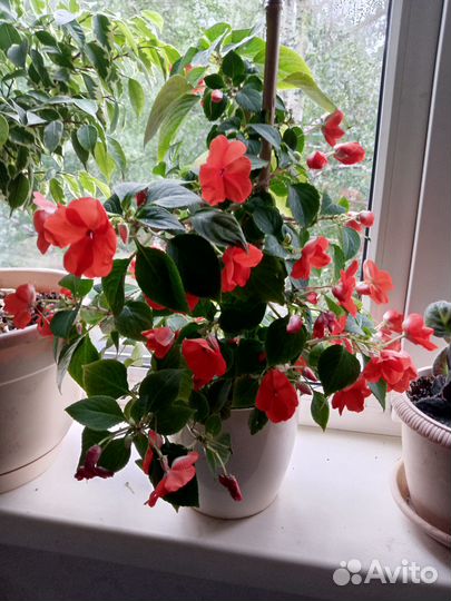 Продам цветы комнатные