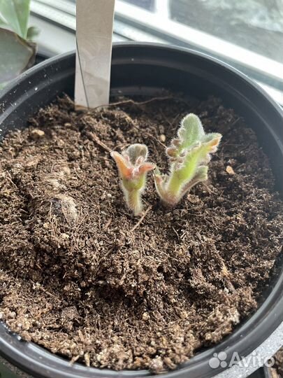 Глоксиния «Монблан»