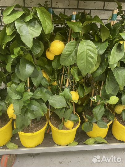 Цитрофортунелла Лимон 65 см