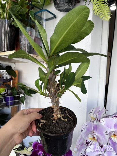 Молочай Миля