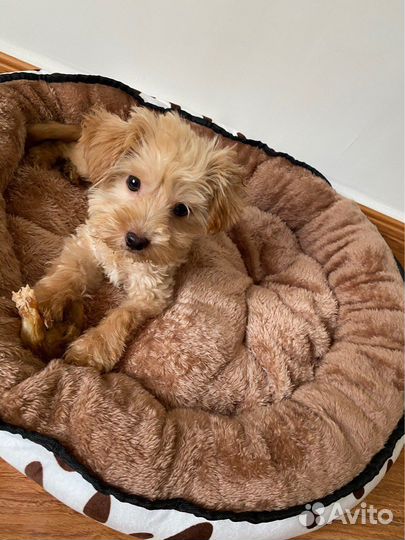 Лежанка для кошек и собак кровать новая