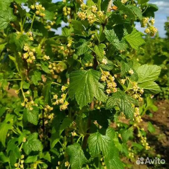 Саженцы черной смородины