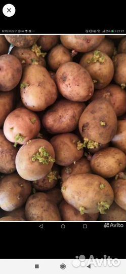 Семенной картофель