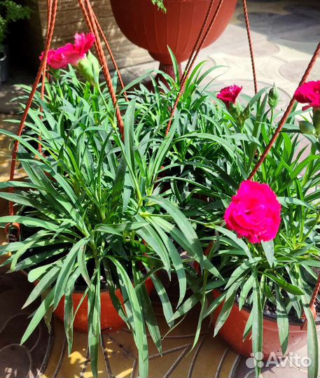 Гвоздика ампельная