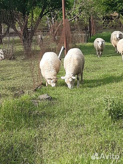 Баран тексель