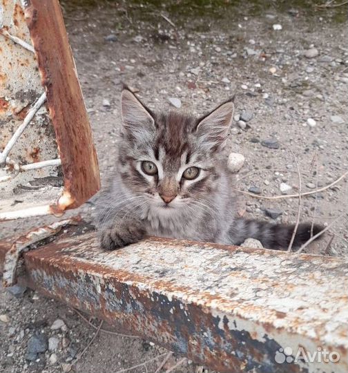 Бездомный котенок ищет дом